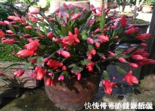 长寿花|养这三种花，盆越小，开的花越多，放大盆还容易死