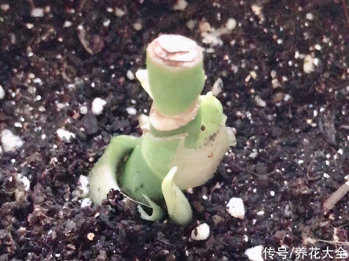 三角梅|天热要修剪的花，不剪死得快，活不过夏天