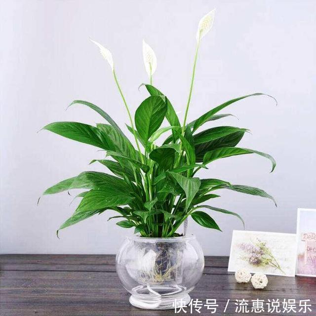 植物|家里养这些植物，有害气体一天天减少，家人更健康了