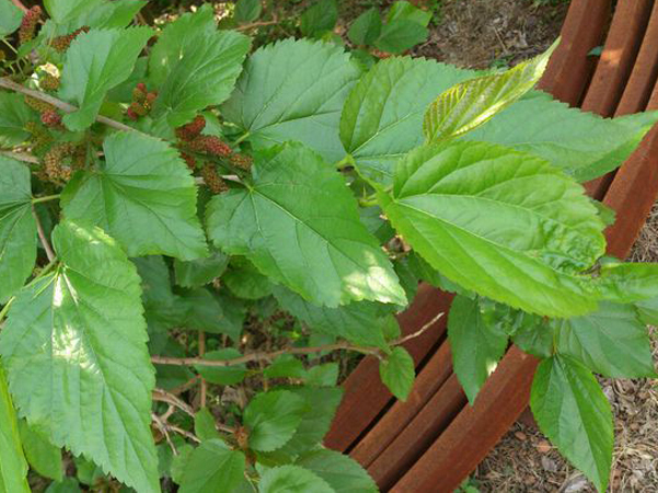 黄褐斑|农村一种常见树叶，对付黄褐斑有奇效，效果好还不花钱！