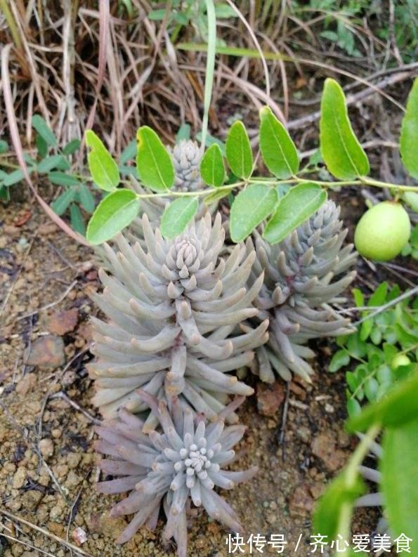 濒危|野外看到4种植物,千万不要挖,因为是濒危植物