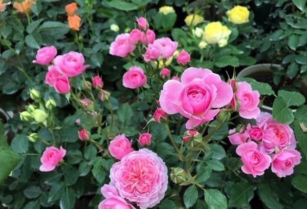 阳台养月季不会挑?养这5种,花期长花量大,邻居都羡慕