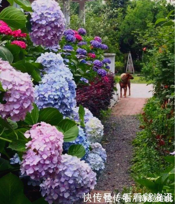 司凤为璇玑种的蓝色八仙花,现实你也能养,开花仙气十足,太美了