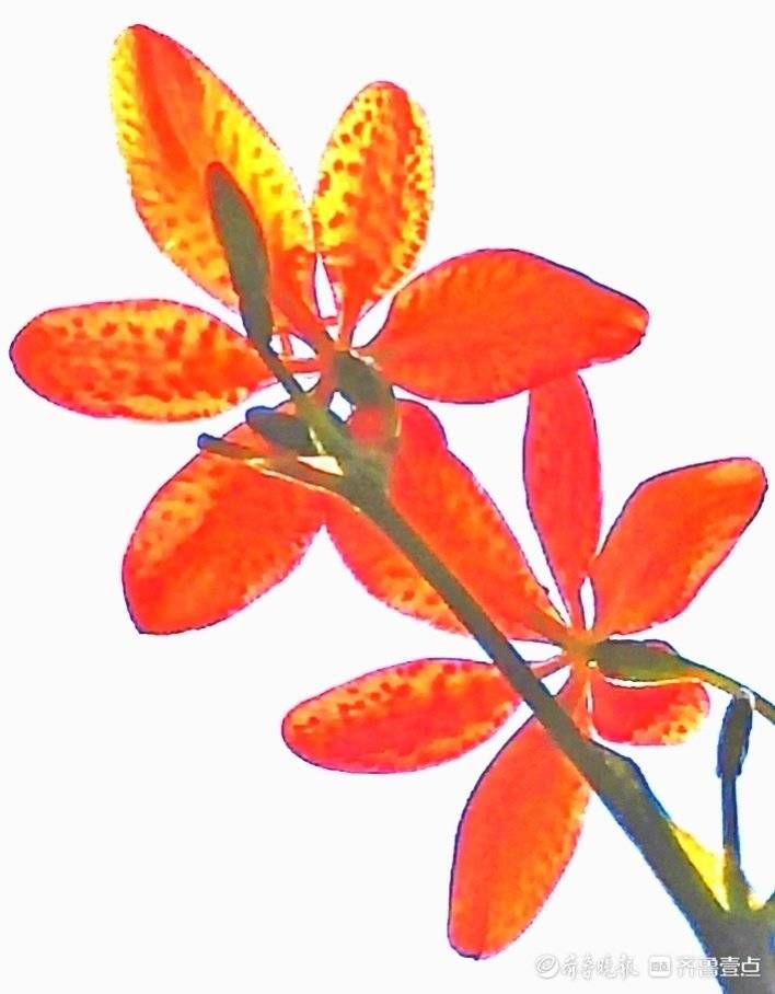 高军|这妖艳美丽的花朵名叫凤翼，入中药清热解毒