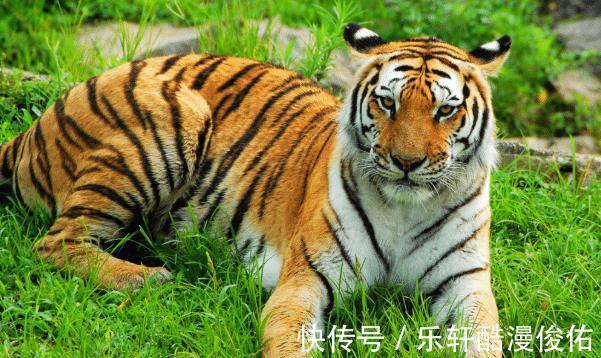 生肖|属虎人综合运势如何2021年命定的贵人生肖有谁看看有你吗