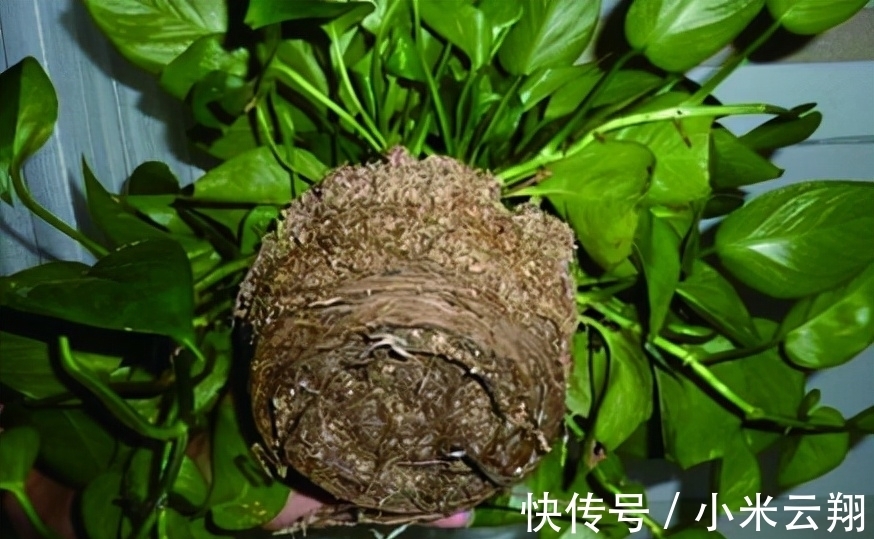 绿萝烂根的原因，如何预防？你永远也不知道的行业秘密