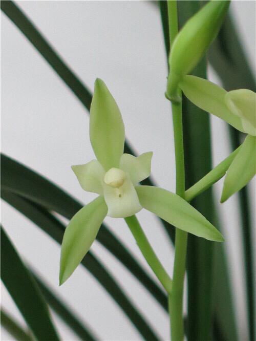 花特多|春兰惠兰建兰傻傻分不清楚看一点就明白,注意遮阴浇水,花特多