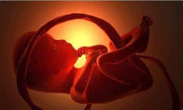 准妈妈|为什么胎儿周围的水叫“羊水”,而不是叫“猪水”?看完你就懂了