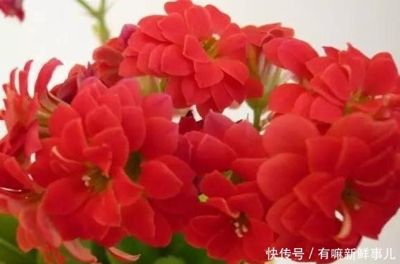 长寿花年年买年年扔只要不扔,简单几步恢复生机,当年就开花!