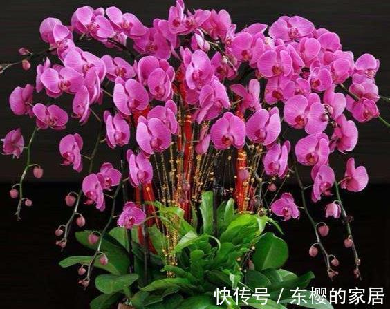促进|室内植物,喷洒磷酸二氢钾可以促进开花么,这种做法不科学