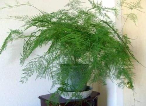  黄叶|文竹冬天做好这几件事，避免黄叶，长势茂盛，枝叶青翠