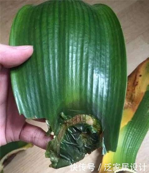 黄叶|叶片怕水的6种花,浇水最好直接“灌”,不然黄叶、烂心又黑腐