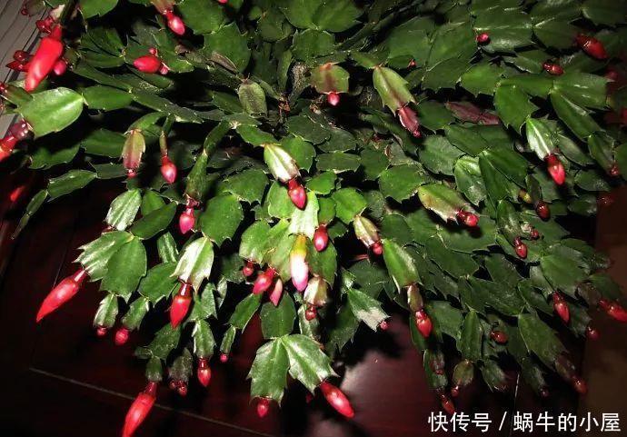 底肥|养花技巧:蟹爪兰一片叶子,蹿出10个花苞,给它喂啥好东西了