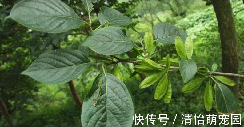 次生代谢物|农村老年人常泡的降压药材—杜仲叶,降血压、抗炎症功效,前景好