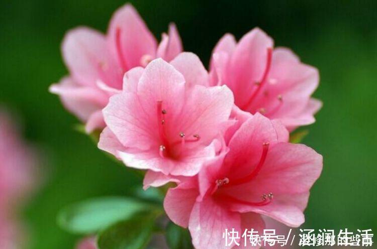 5种花很耐养，沾土就能活，花量大不操心，对待新手很友好