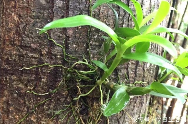 盆栽，它才是天然的生根料，阿司匹林和柳树枝水都赶不上！