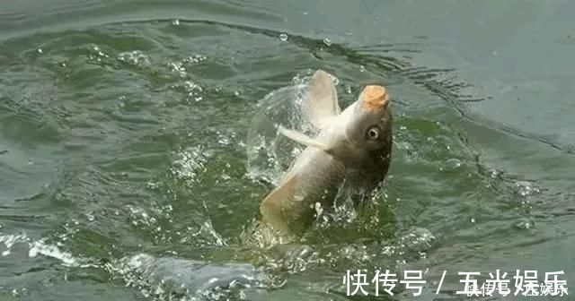 鱼竿|鲤鱼太狡猾不咬钩下次记得用上这招,它再狡猾也会忍不住咬钩