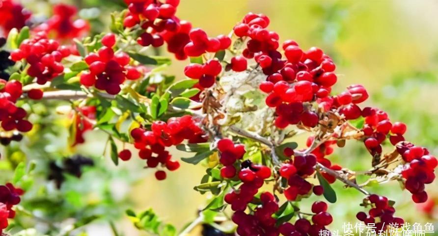 西葫芦皮|夏天多吃3食物,好吃不长肉,清脂排毒能变瘦,越吃腰越细