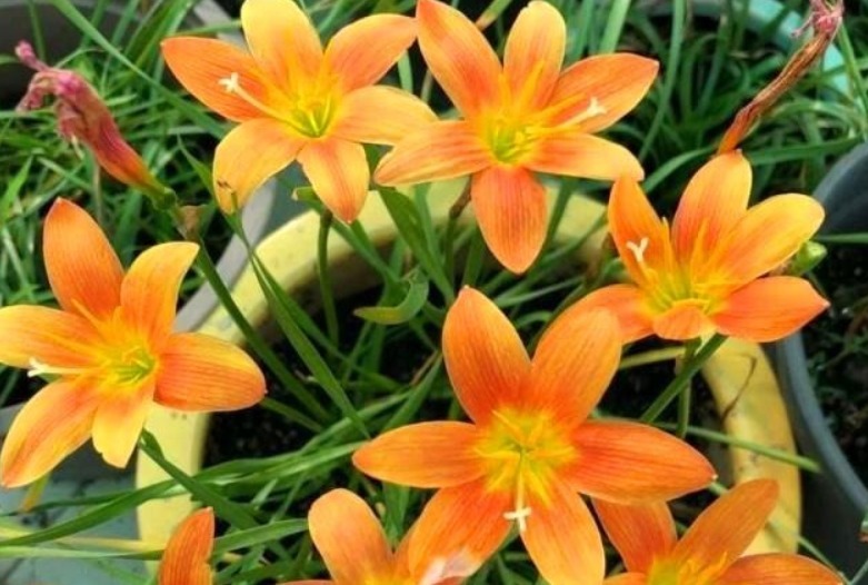 养花老师傅,这些花平常放屋里,下雨天拿出来,雨越大,花越旺