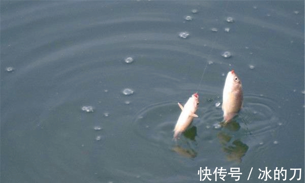 冬季钓鱼,上几条鱼就停口?是打窝之后少了一步,这步骤冬季独有