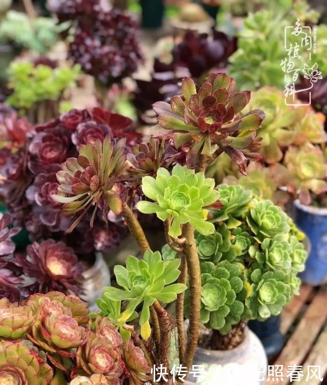 多肉法师欣赏在最美法师季,法师丛中一定住着小天使!