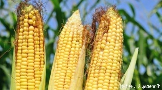 皱纹|玉米和此物一起煮,皱纹少了,失眠好了,体内废物也排干净了
