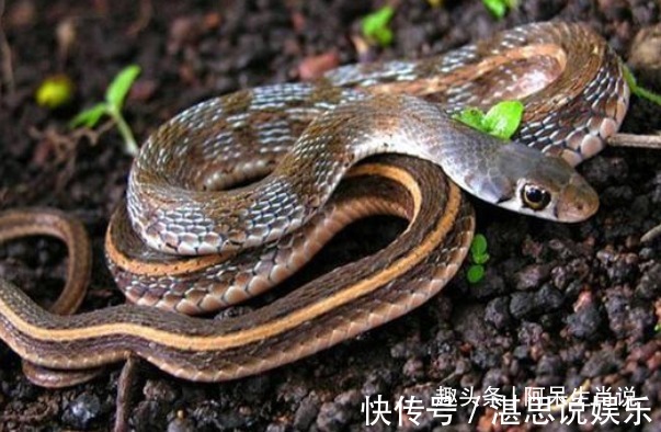 生肖|10个蛇有9个富，尤其是以下4年出生的“大金蛇”，注定大器晚成！