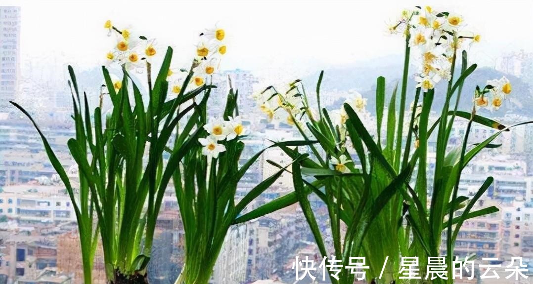 水仙花|养这5种盆栽，0℃都开花，且最后一种花期超长，像假花一样