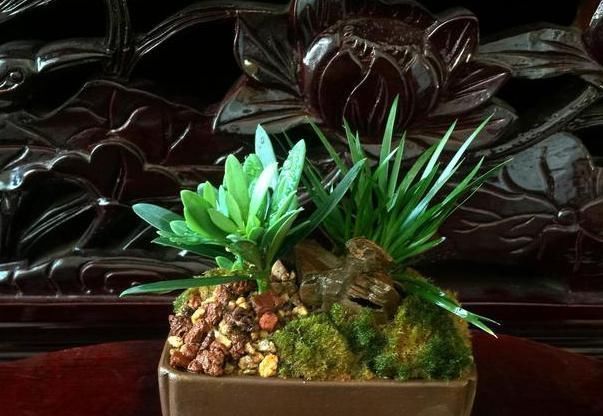 养这“昂贵盆景”不花钱,折1根枝“插”土里,15天生根,长势猛