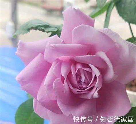 天竺葵|农历8月4日开始,养这几款植物,花朵姿态万千,每天都有好心情