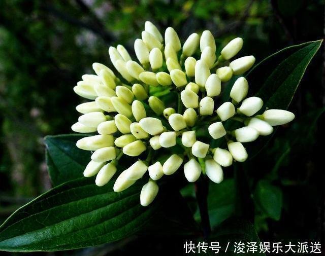 香味|晚上睡不着觉的人,养上这种“花”,香味浓浓,一觉睡到天亮