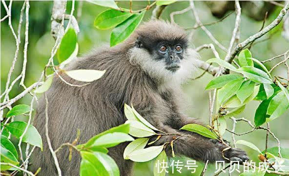 活财神|生肖猴：只有下面的这个人，才是你后半生真正的“活财神”！