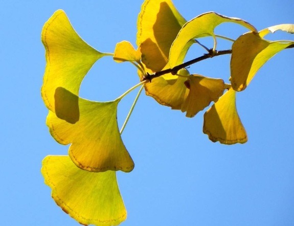 15克|华佗留下了治疗36种疾病的无价偏方,实属罕见,弥足珍贵