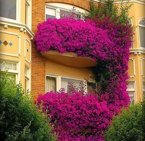 盆景|三角梅养成盆景又美又飒，爬成花墙热情浪漫，爆花成球秘诀在这