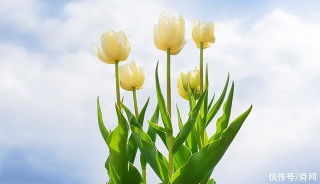 桃花|8月开始，桃花再开，旧情复燃，心心念念，迎来曙光的生肖