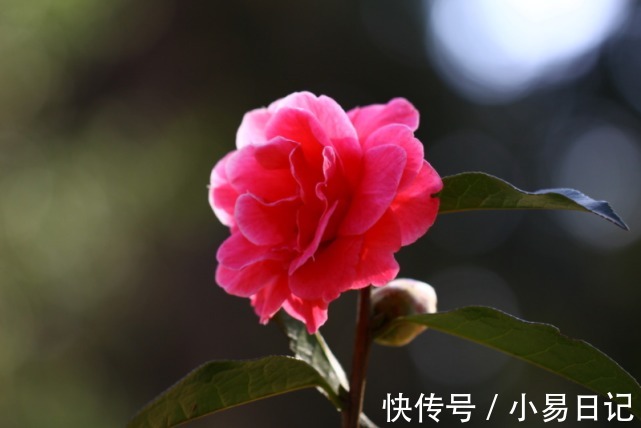 霉运|下周开始霉运尽散, 运势上吉,遇良师益友,事业飞黄腾达的生肖