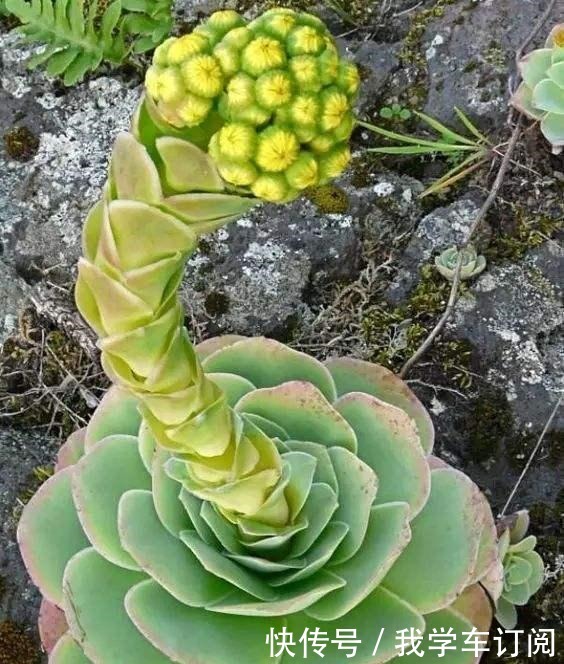 用“生命”开花的3种多肉植物，开完就死，你家有的话要小心！