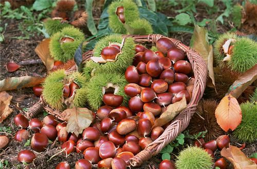 每次来月经，量都在变少？别急，多吃3种食物，子宫会慢慢变好