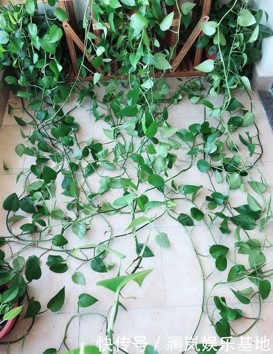 3个月后才回家,家里的花疯了,墙缝、房顶都爬满!