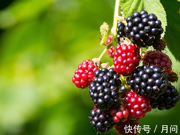 抗衰|延缓衰老吃什么美食比较好?