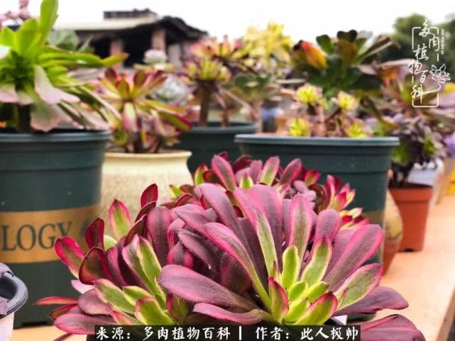 骄阳艳玫瑰,梦幻魔法师!独爱你的百媚千红!