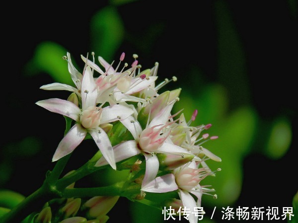 多肉植物|玉树年限到了不开花以下3个方面多注意，玉树花开爆盆又长久