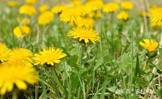 热毒症|农村常见的“苦碟子”深受推崇,食用益处多,其叶花可除雀斑