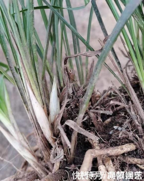 盆景|养兰花,花盆要选对,用“高脚盆”,钻几个洞,养兰花最合适