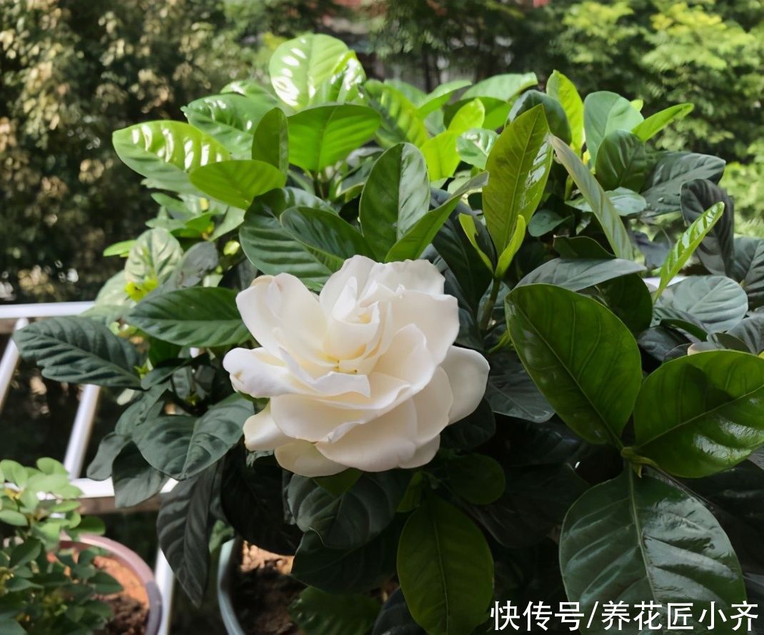 别人的栀子花叶子油绿，长势旺盛，是因为“三个条件”很充足