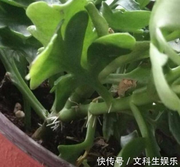 植株|长寿花茎杆长了“气生根”,明白这些事,不再“脑袋疼”!