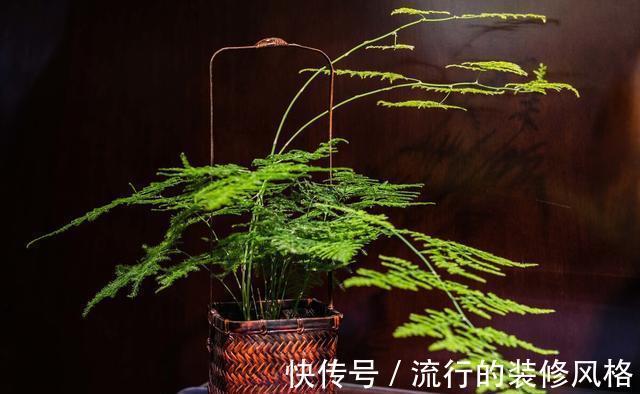 茉莉花|家里养殖的花卉在度夏时,最怕的不是温度高,而是怕乱浇水