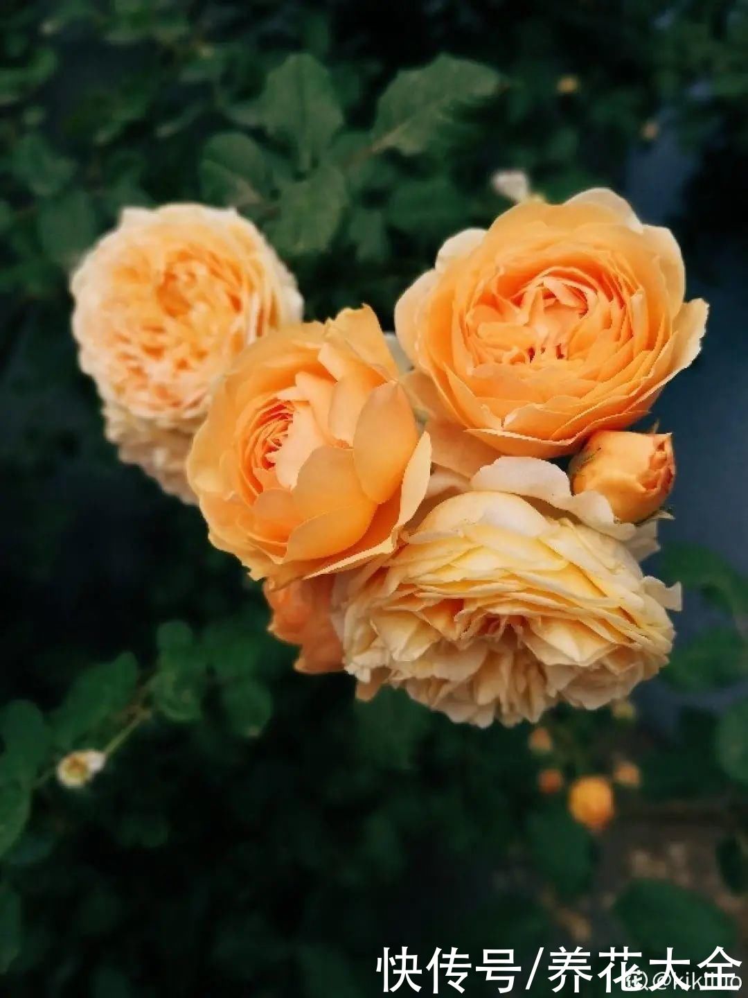 在家养盆“爆花战斗机”，只需要一盆，能开上百天不歇气