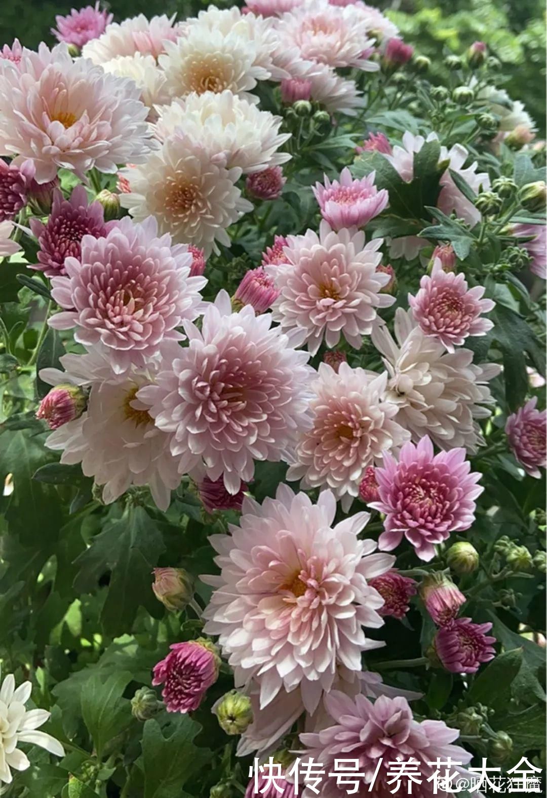 晒不死、热不死的花，越晒花越多，越热长越快