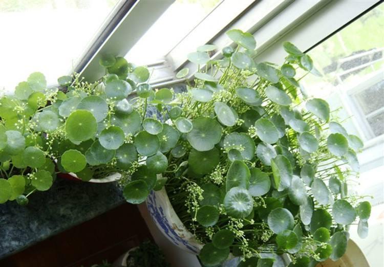 有“一些花”很好养活,给点水就能长,开花长叶很旺盛